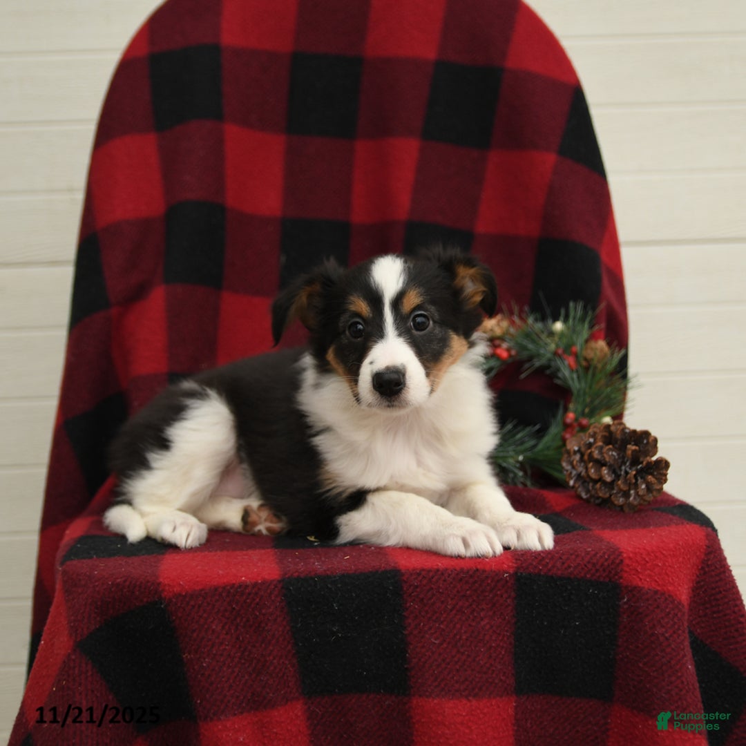 Mixed Breed dogs for sale: Paloma - Ad 2