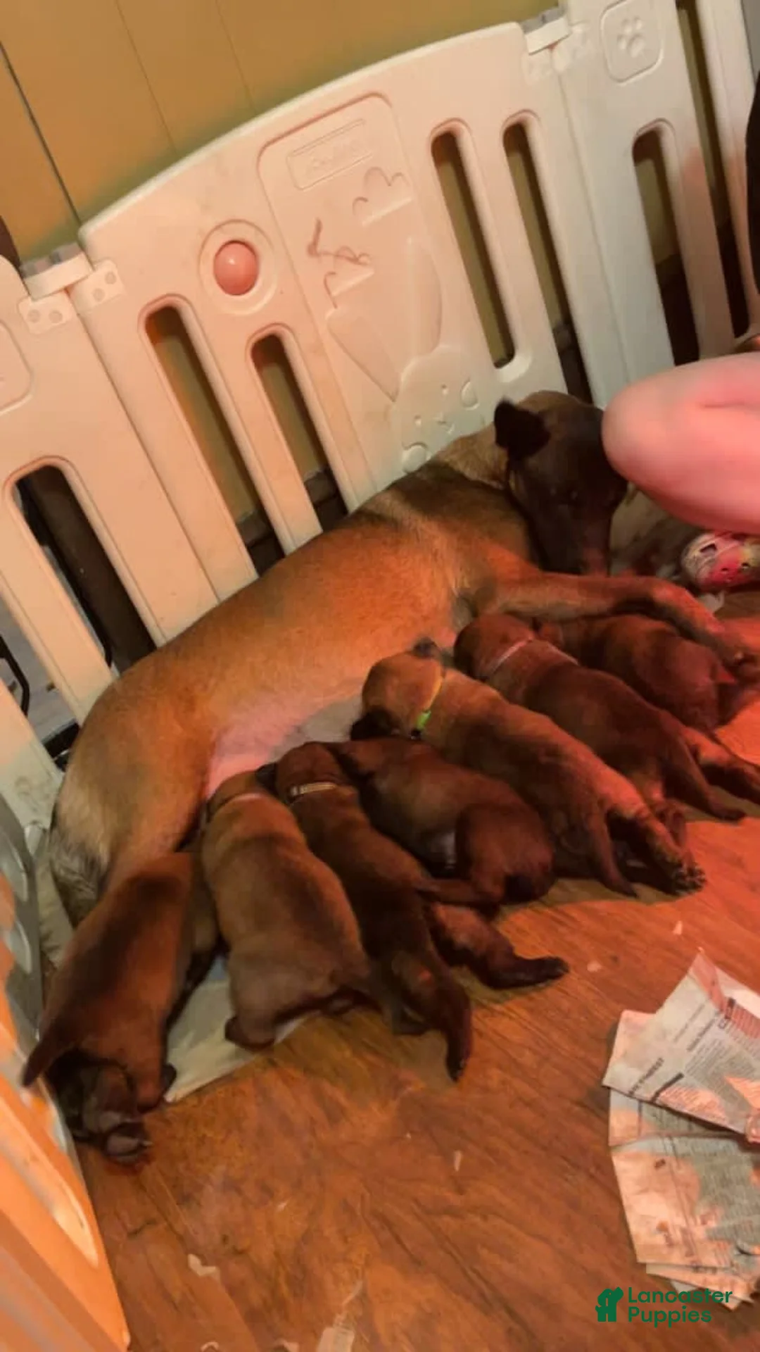 Gallery Image {{count}}