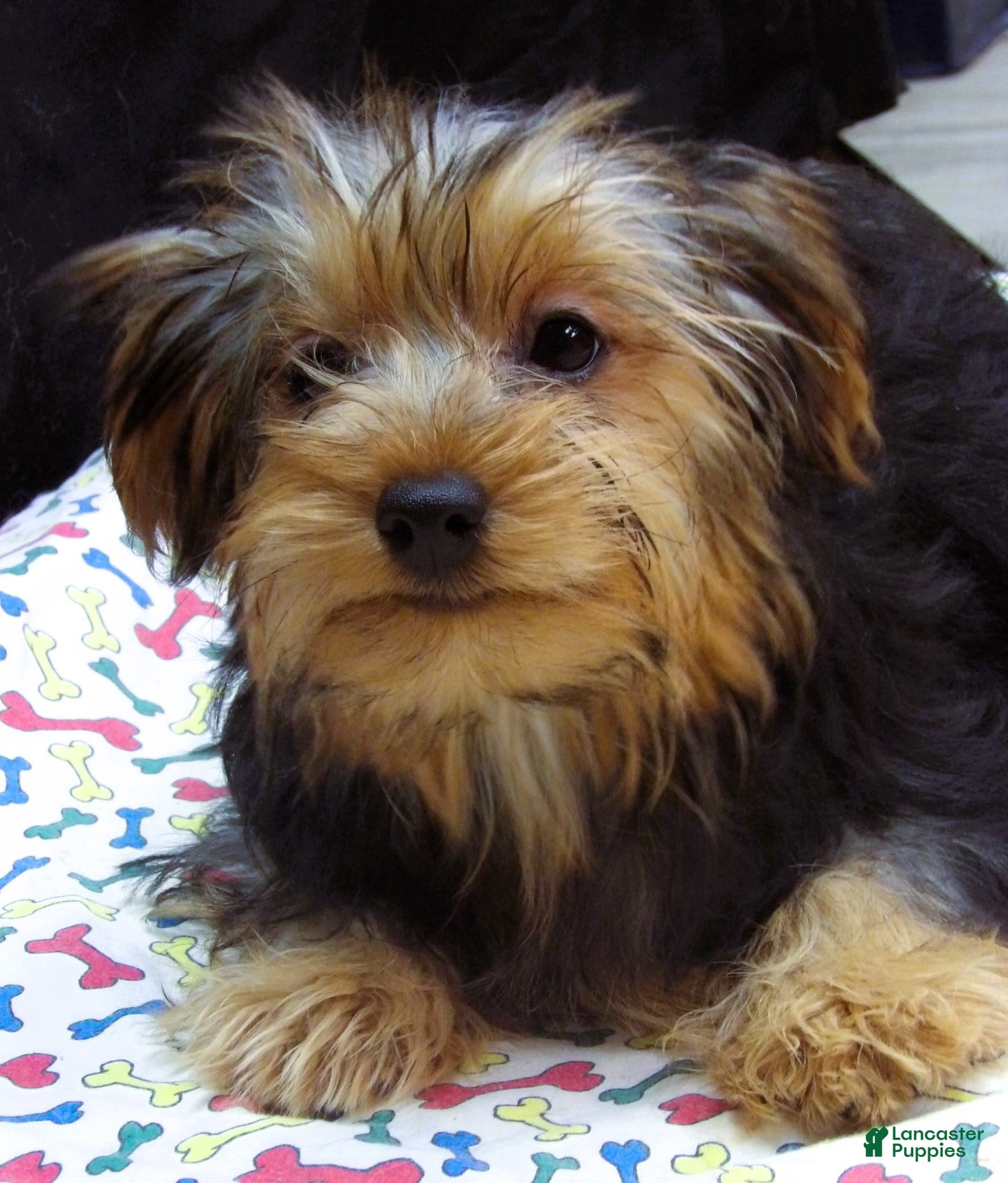 Yorkshire Terrier dogs for sale: Yorkie - Ad 14
