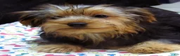 Yorkshire Terrier dogs for sale: Yorkie - Ad 1