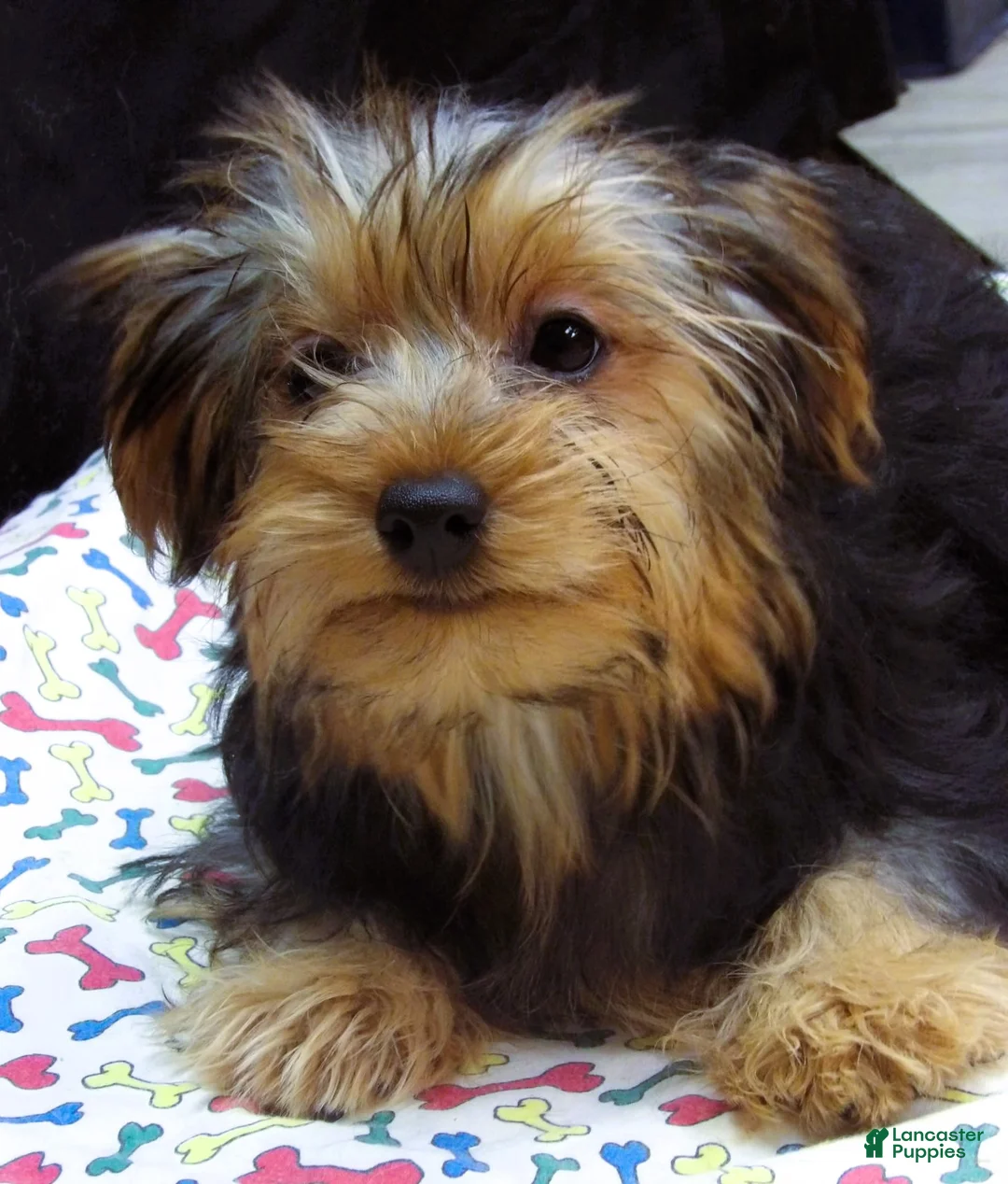 Yorkshire Terrier dogs for sale: Yorkie - Ad 1