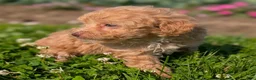 Toy Poodle dogs for sale: Scone - Ad 4