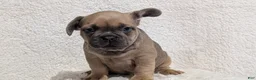 French Bulldog dogs for sale: Yeti - Ad 4