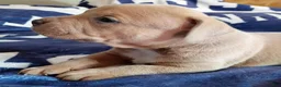 American Bully dogs for sale: Smut male - Ad 2