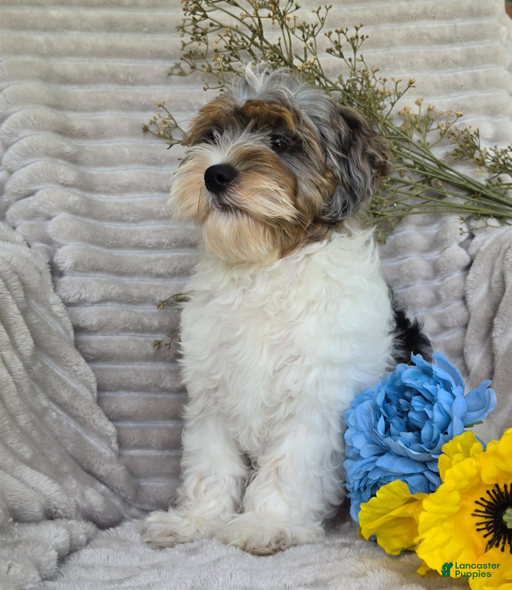 Shihpoo dogs Patches - Ad 2