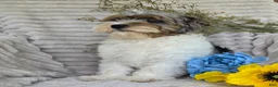 Shihpoo dogs for sale: Patches - Ad 2