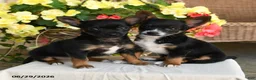 Mixed Breed dogs for sale: Ashley - Ad 3