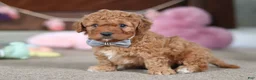 Cavapoo dogs for sale: Henry - Ad 3