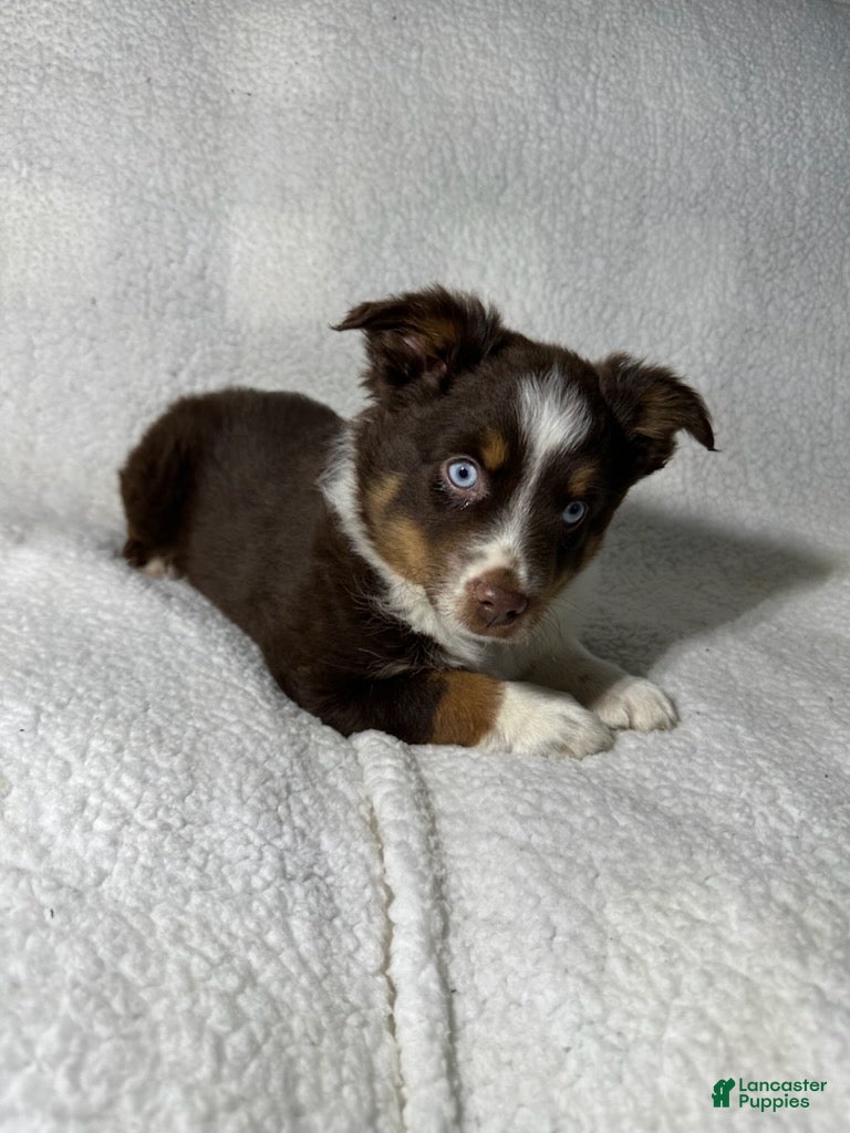 Miniature Australian Shepherd dogs Patrick redtri - Ad 2