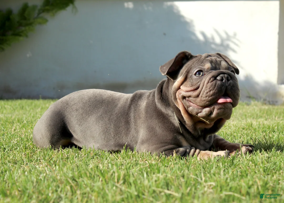 French Bulldog dogs for sale: Lazarus - Ad 2