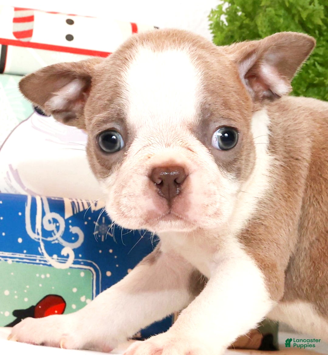 Boston Terrier dogs for sale: Ketchup - Ad 4