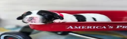 English Springer Spaniel dogs for sale: Liberty  - Ad 3