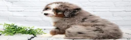 Mini Bernedoodle dogs for sale: Fido - Ad 8