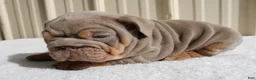 English Bulldog dogs for sale: Becca - Ad 7