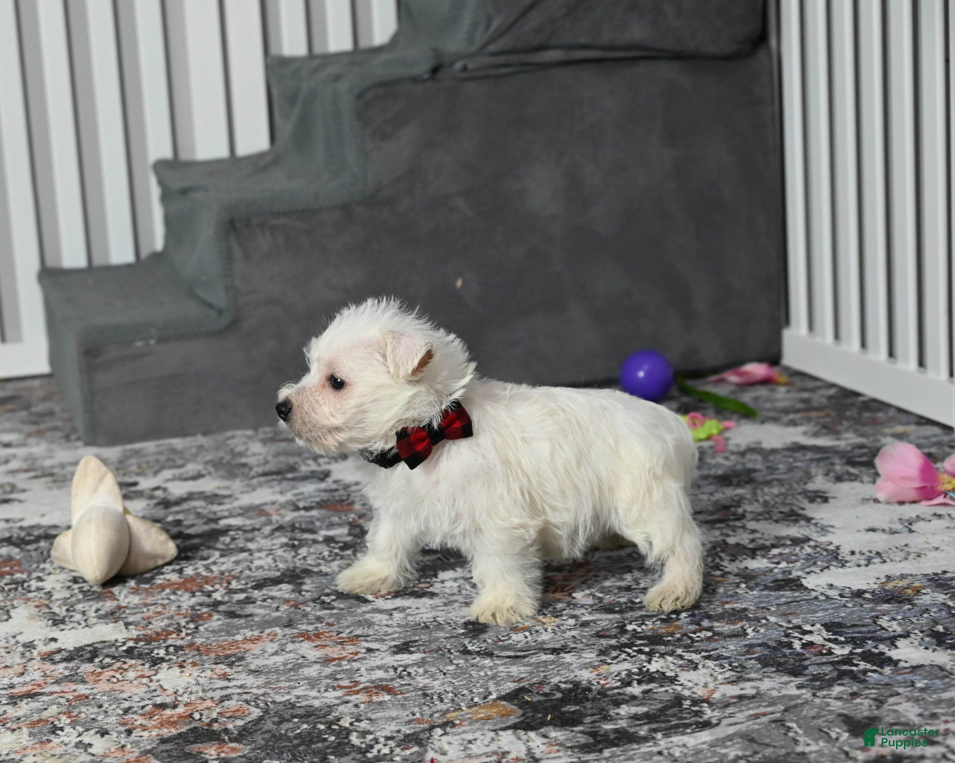 West Highland Terrier dogs Chip - Ad 18