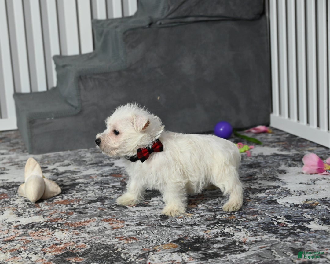 West Highland Terrier dogs for sale: Chip - Ad 1
