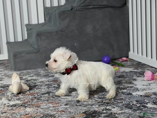 West Highland Terrier dogs Chip - Ad 20