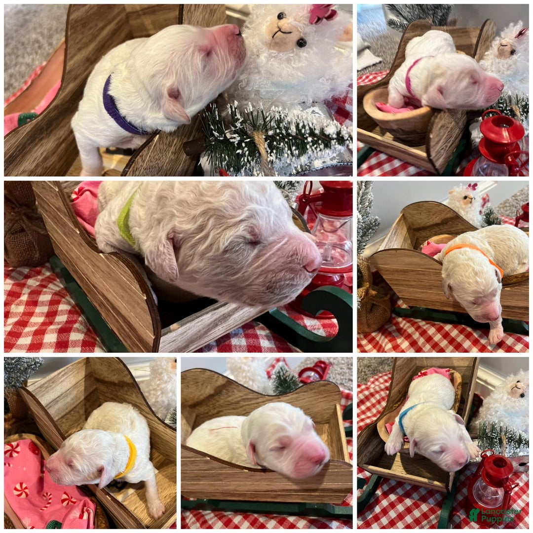 Goldendoodle dogs for sale: Snowy - Ad 4