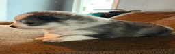Mixed Breed dogs for sale: Mixed Breed Puppy 3 - Ad 2