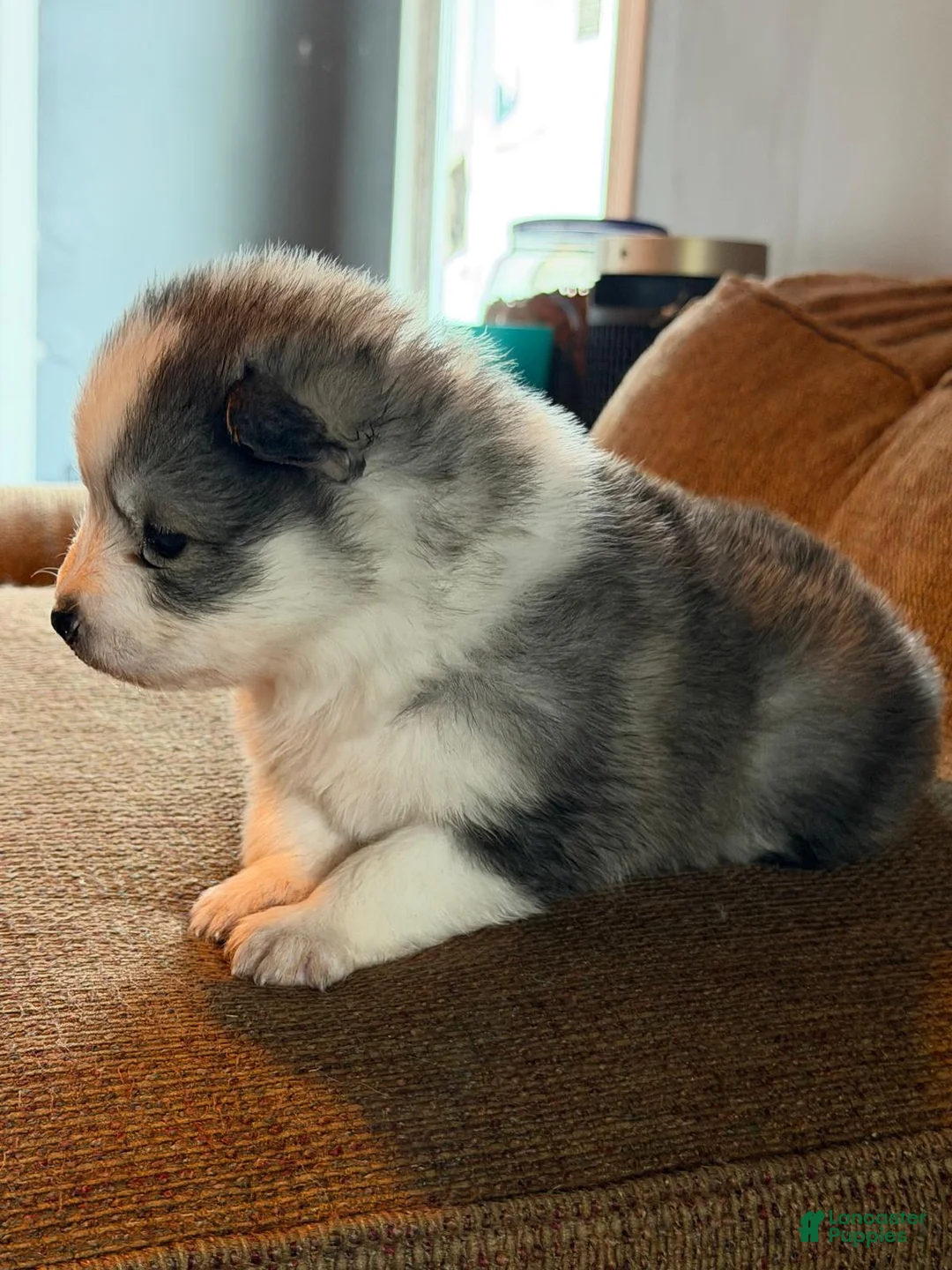 Mixed Breed dogs for sale: Mixed Breed Puppy 3 - Ad 2