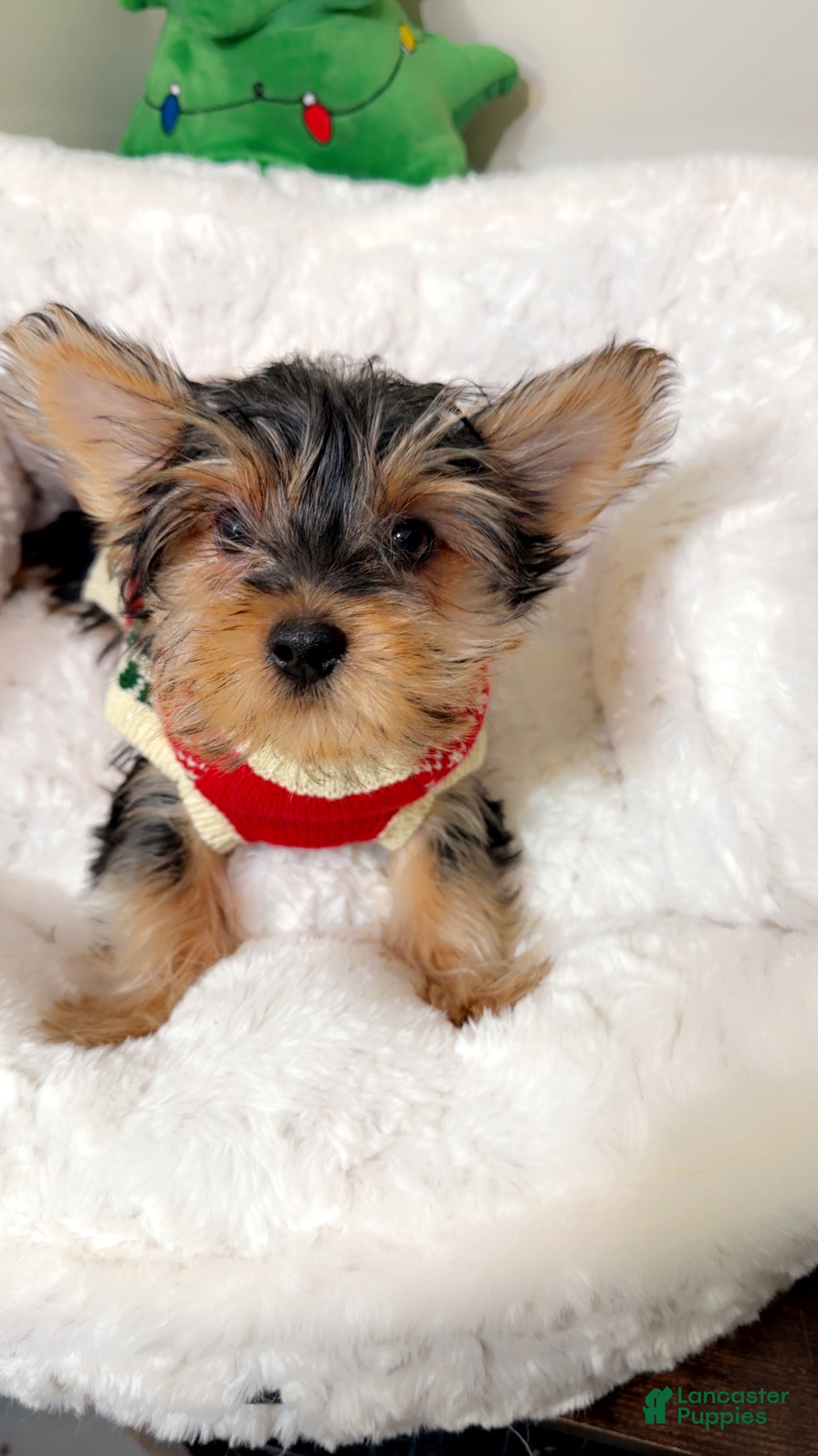 Yorkshire Terrier dogs Mr Bentley  - Ad 9
