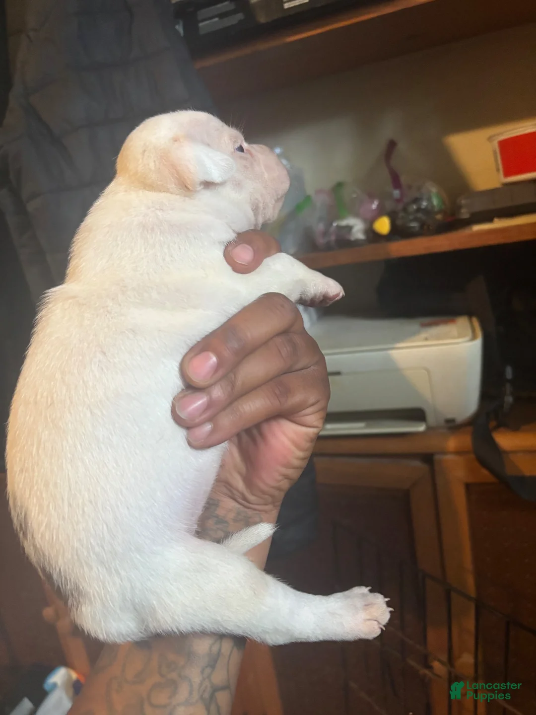 Mixed Breed dogs for sale: Mixed Breed 2 - Ad 1