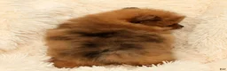 Pomeranian dogs for sale: Happy - Ad 9