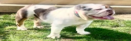 English Bulldog dogs for sale: Thor  - Ad 7