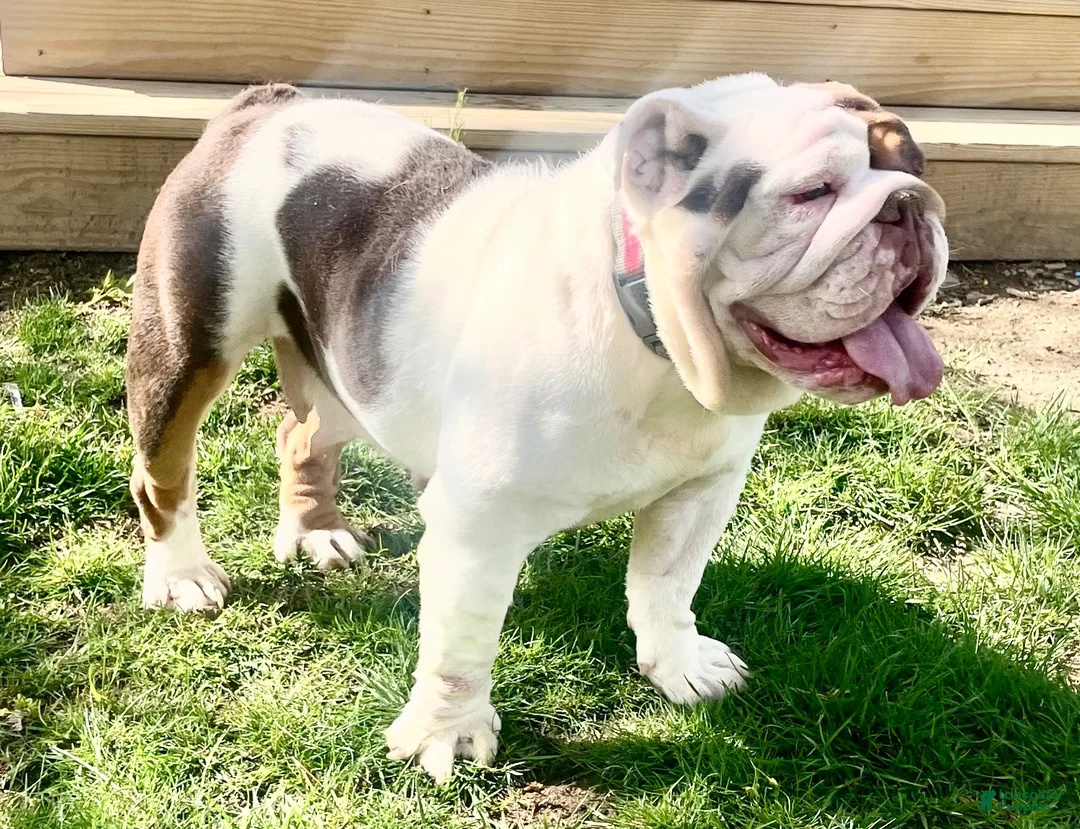 English Bulldog dogs for sale: Thor  - Ad 7