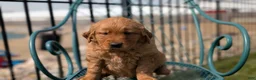 Golden Retriever dogs for sale: Daisy - Ad 9