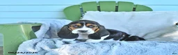 Basset Hound dogs for sale: Lexie - Ad 4
