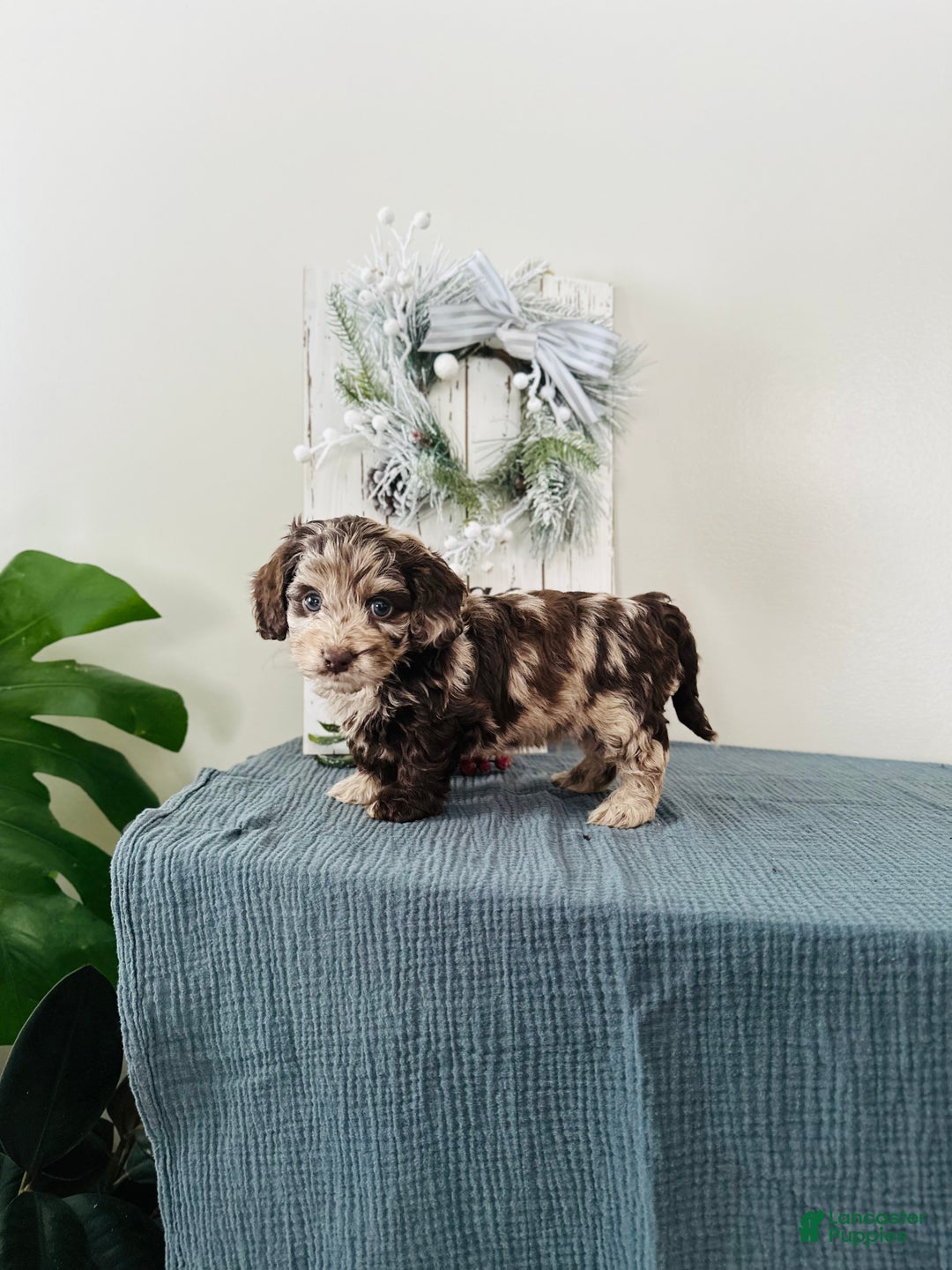 Mixed Breed dogs for sale: Dasher - Ad 4