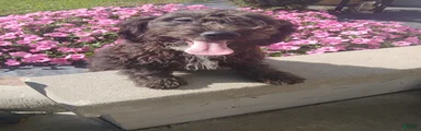 Mini Aussiedoodle 3 Dalane