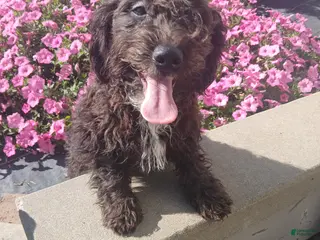 Mini Aussiedoodle dogs Mini Aussiedoodle 3 Dalane - Ad 41