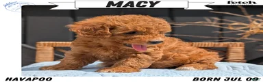Macy