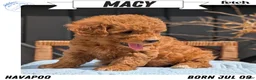 Havapoo dogs for sale: Macy - Ad 1