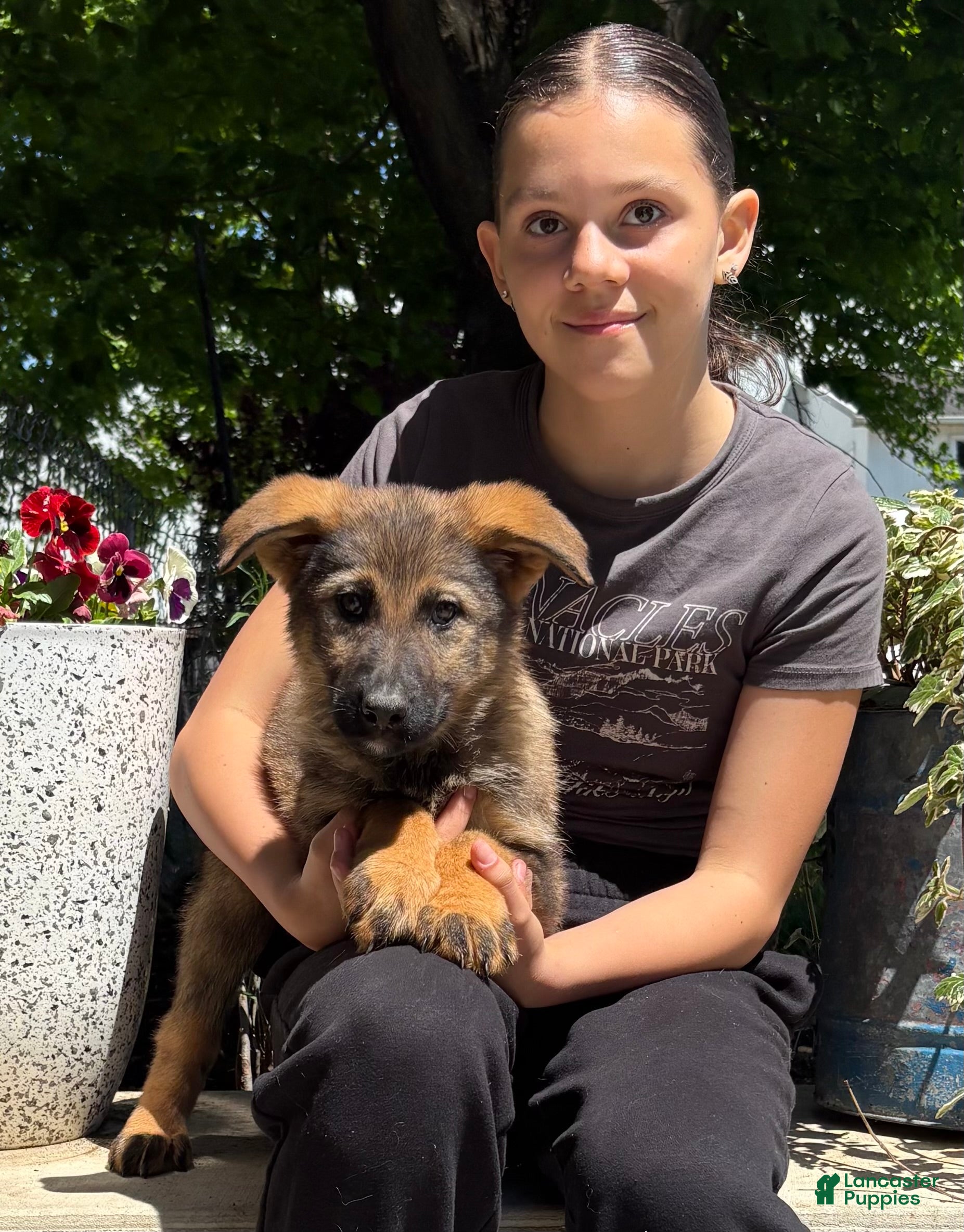 German Shepherd dogs Orin  - Ad 33
