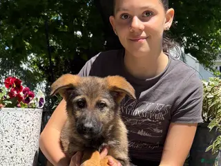 German Shepherd dogs Orin - Ad 13