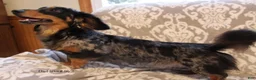 Miniature Dachshund dogs for sale: Kenzi - Ad 15