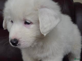 Great Pyrenees dogs Blizzard - Ad 17