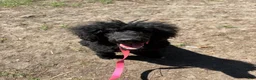 Standard Poodle dogs for sale: Standard Poodle 2 - Ad 3