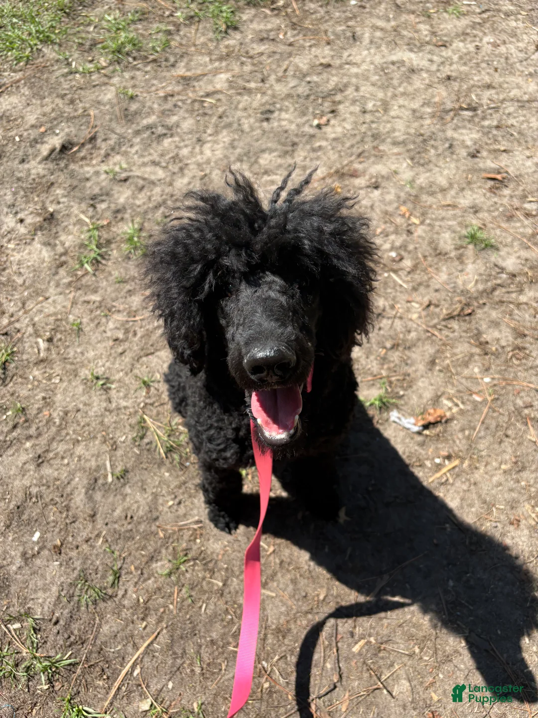 Standard Poodle dogs for sale: Standard Poodle 2 - Ad 3
