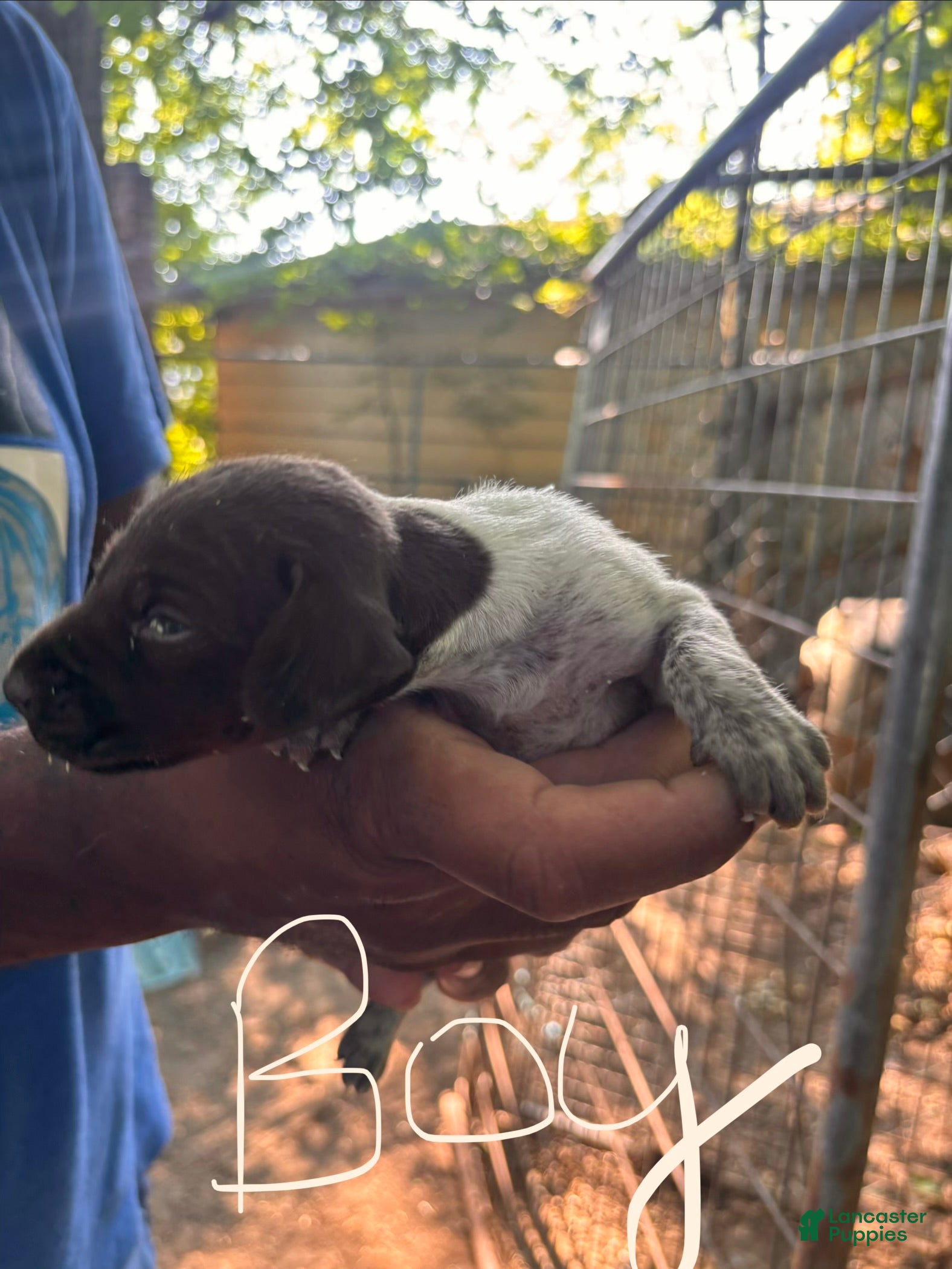 German Shorthaired Pointer dogs German Shorthaired Pointer 4 - Ad 31
