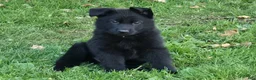 German Shepherd dogs for sale: Elvis - Ad 5