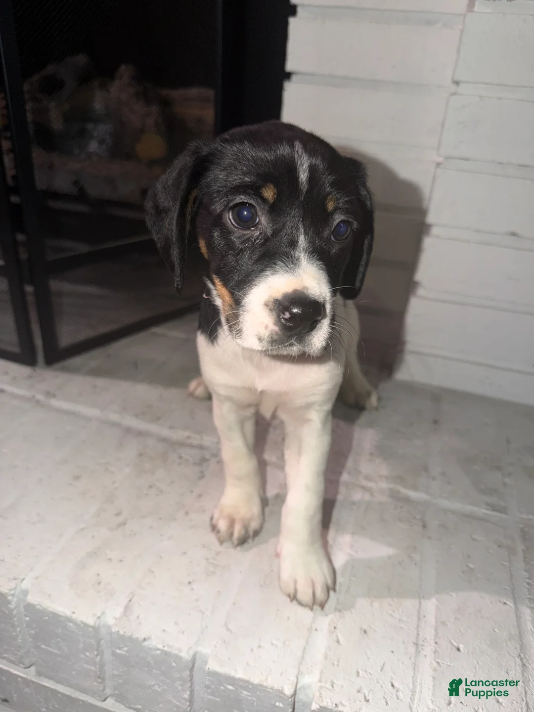 English Springer Spaniel dogs for sale: English Springer Spaniel Puppy 2 - Ad 3