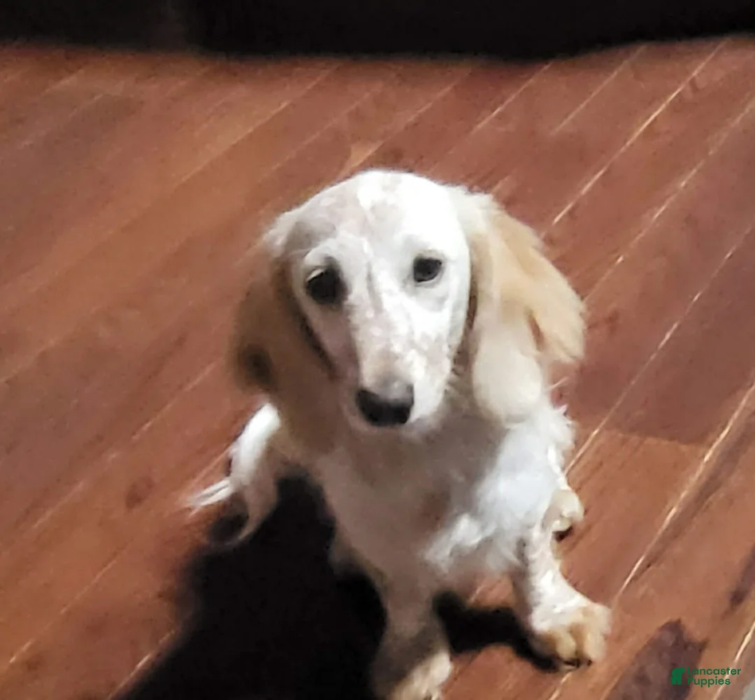 Miniature Dachshund dogs for sale: Miniature Dachshund litter of 2 puppies in North Vernon - Ad 14