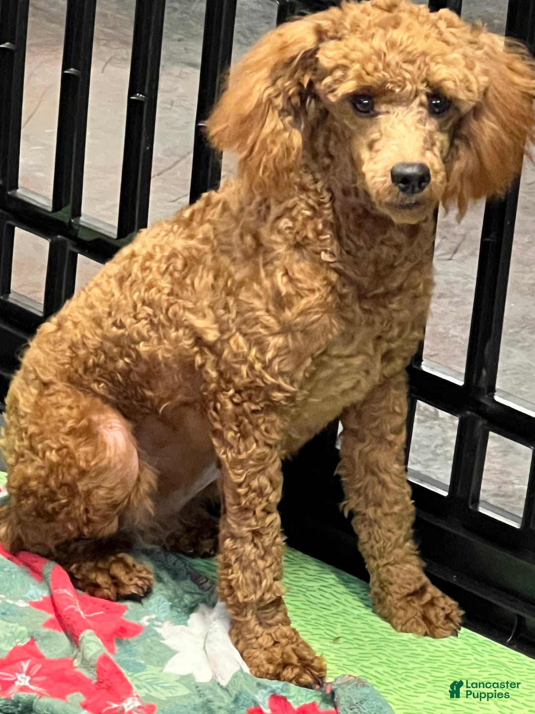 Miniature Poodle dogs for sale: Red Ruby - Ad 5