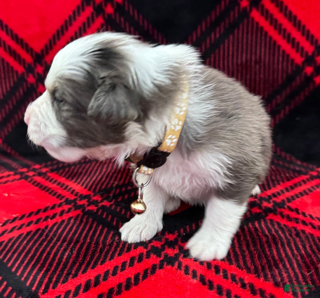 Australian Shepherd dogs for sale: Australian Shepherd Puppy - Tan Collar - Ad 4