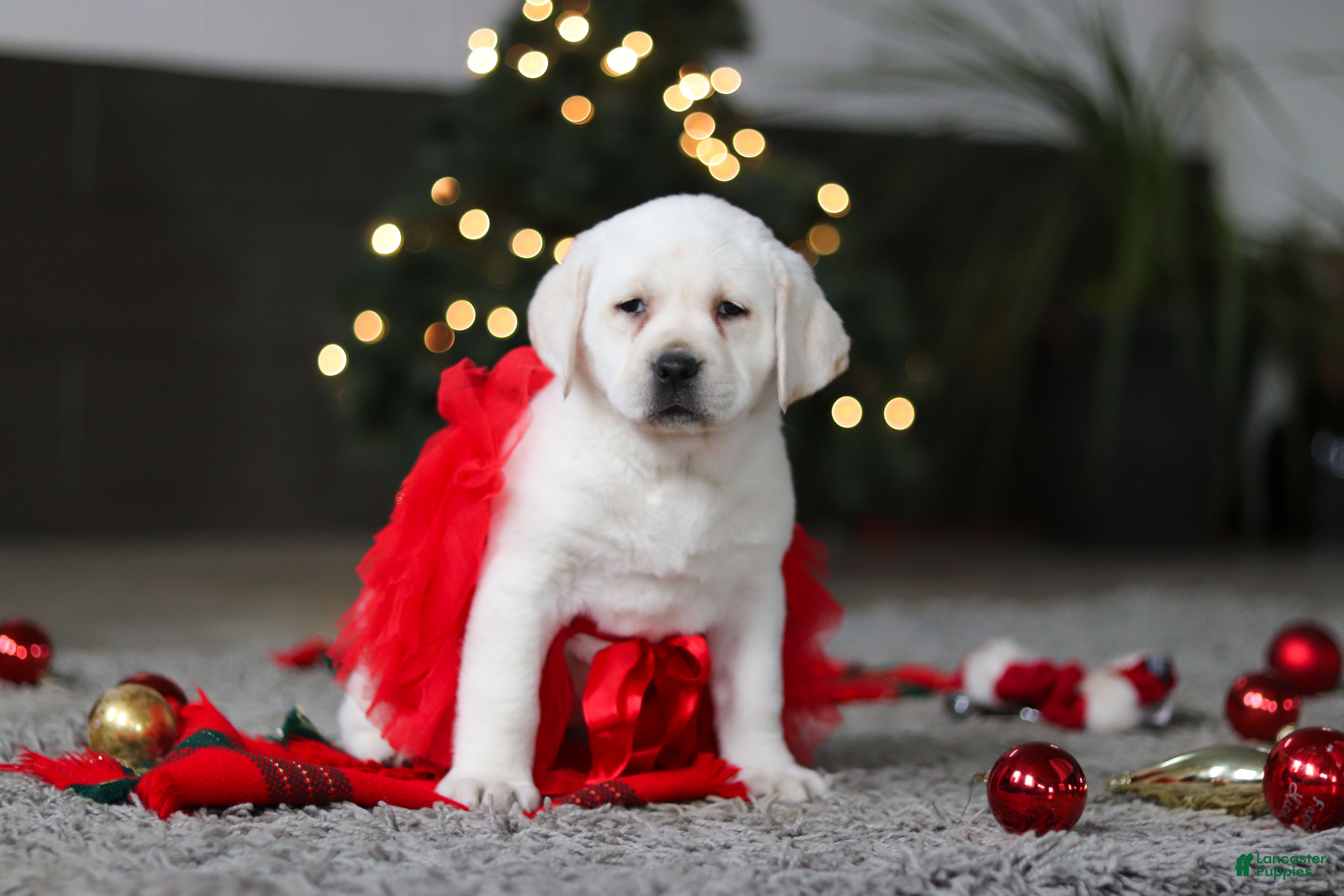 Labrador Retriever dogs Besty - Ad 10