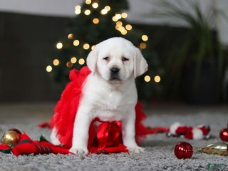 Labrador Retriever dogs Besty - Ad 19